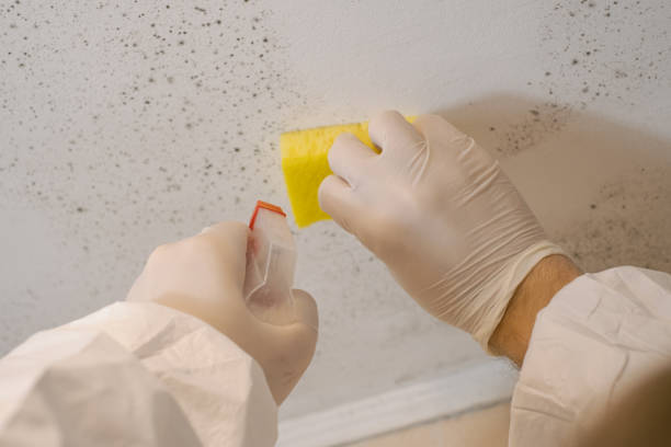 Mold Remediation for Vacation Homes in Richmond, UT