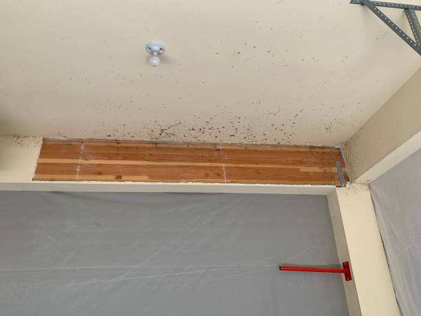 Best Attic Mold Removal  in Richmond, UT