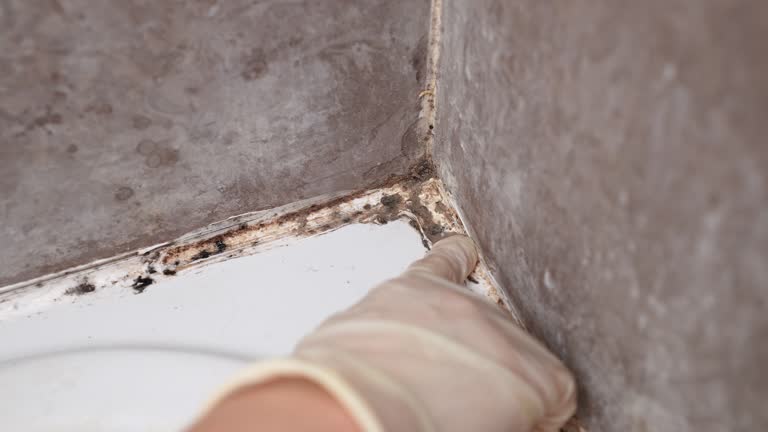 Best Biohazard Mold Removal  in Richmond, UT
